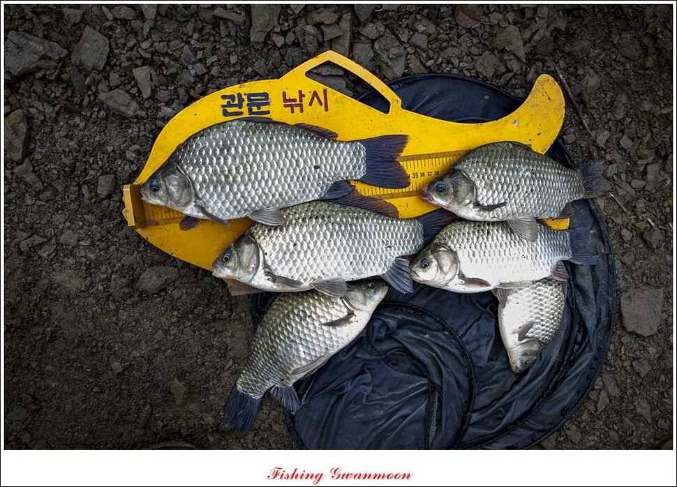 제일 41 cm 짱가네 42 cm돌감 실리곡노지 마릿수 월척 (조황조행기 - 특파원조황)