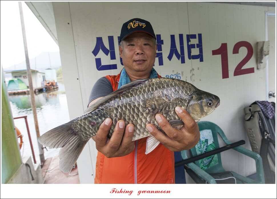 늘푸른 42cm415 cm신매 41 cm실리곡 40 cm제일 38 cm (조황조행기 - 특파원조황)