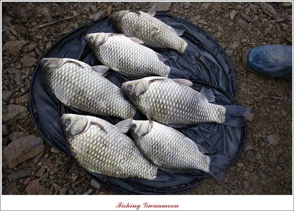 제일 41 cm 짱가네 42 cm돌감 실리곡노지 마릿수 월척 (조황조행기 - 특파원조황)
