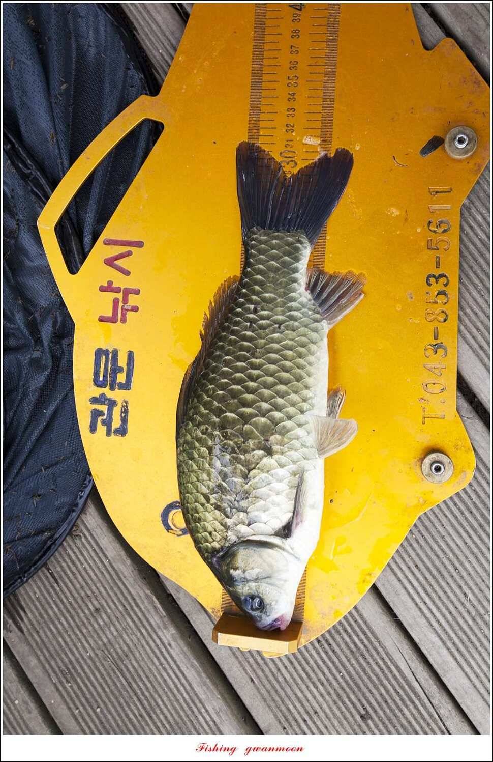 늘푸른 42cm415 cm신매 41 cm실리곡 40 cm제일 38 cm (조황조행기 - 특파원조황)