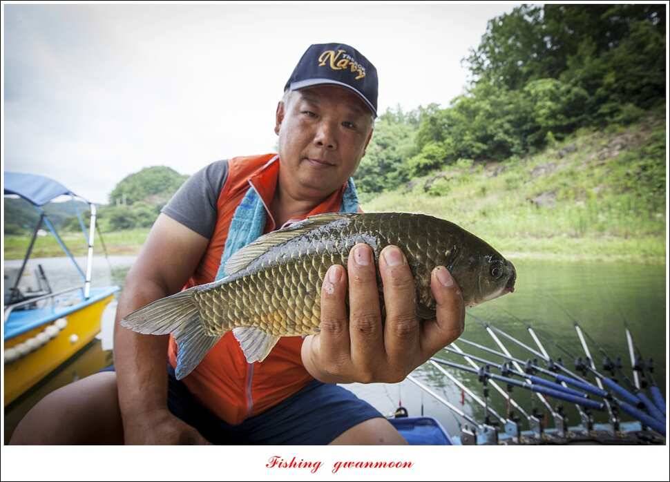 늘푸른 42cm415 cm신매 41 cm실리곡 40 cm제일 38 cm (조황조행기 - 특파원조황)