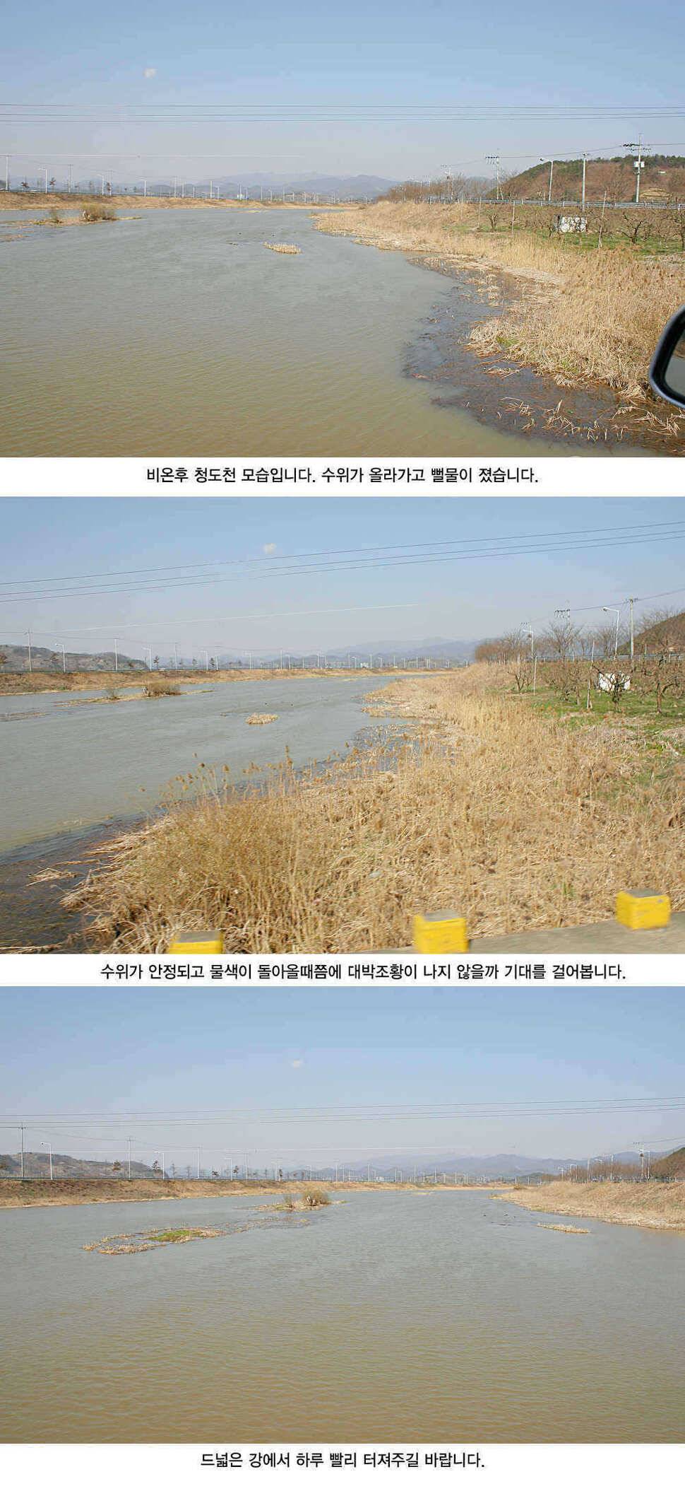 청도권 3033cm까지 45수 (조황조행기 - 특파원조황)
