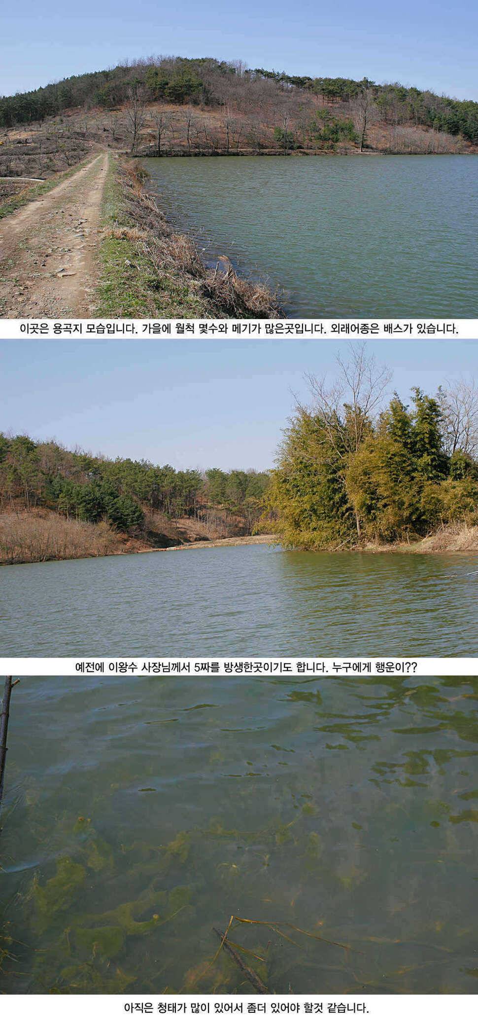 청도권 3033cm까지 45수 (조황조행기 - 특파원조황)