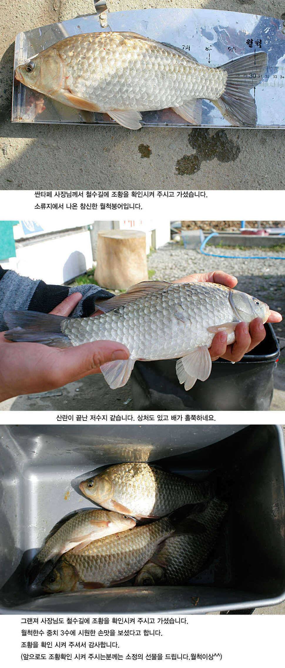 청도권 3033cm까지 45수 (조황조행기 - 특파원조황)