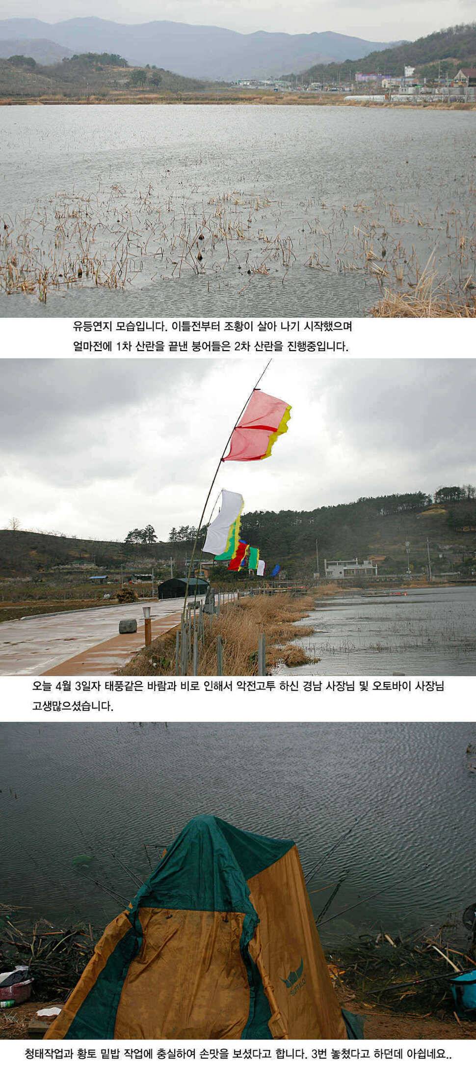 청도권 3033cm까지 45수 (조황조행기 - 특파원조황)