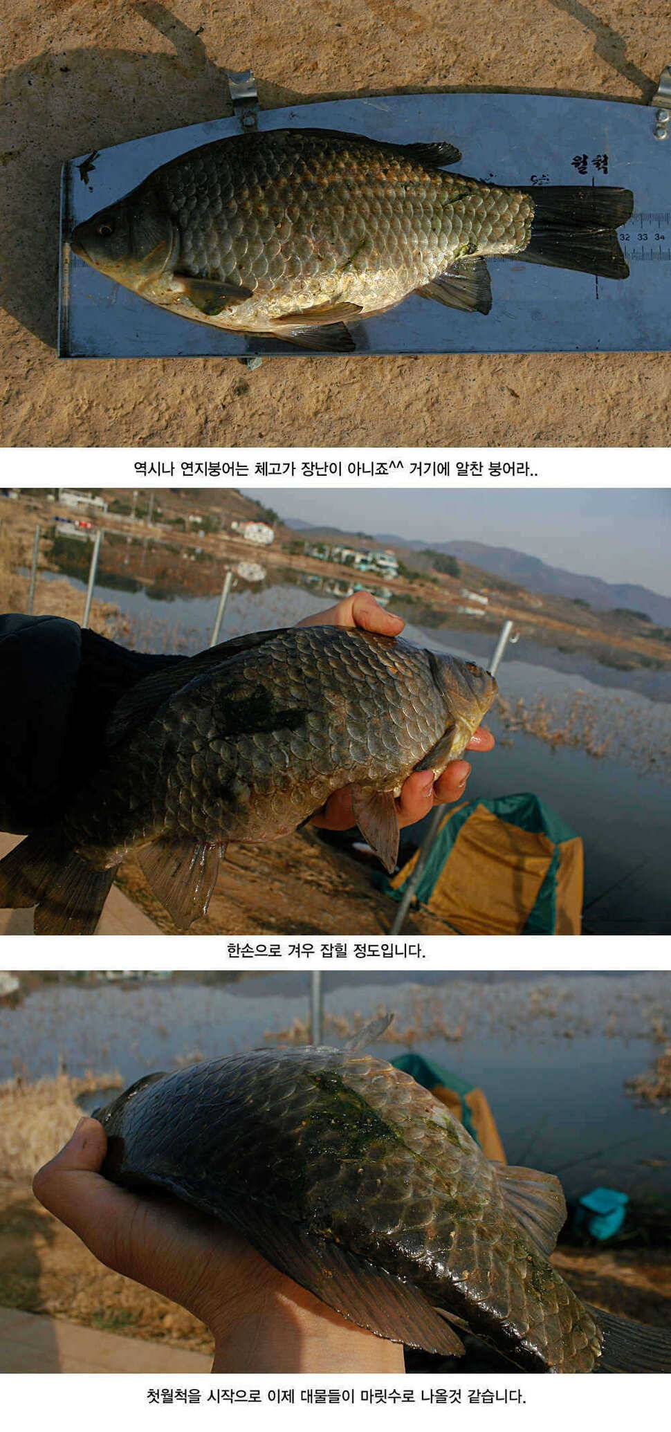 청도권 3033cm까지 45수 (조황조행기 - 특파원조황)