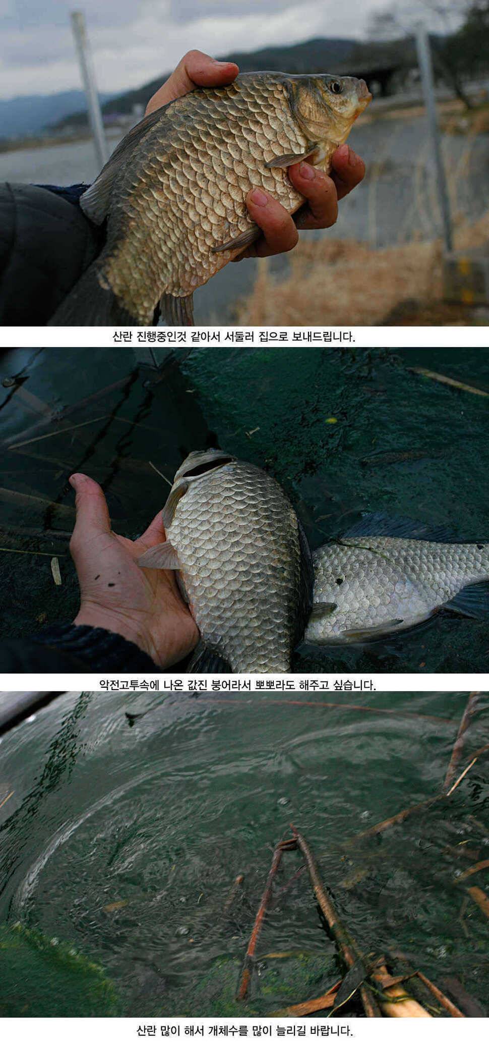 청도권 3033cm까지 45수 (조황조행기 - 특파원조황)