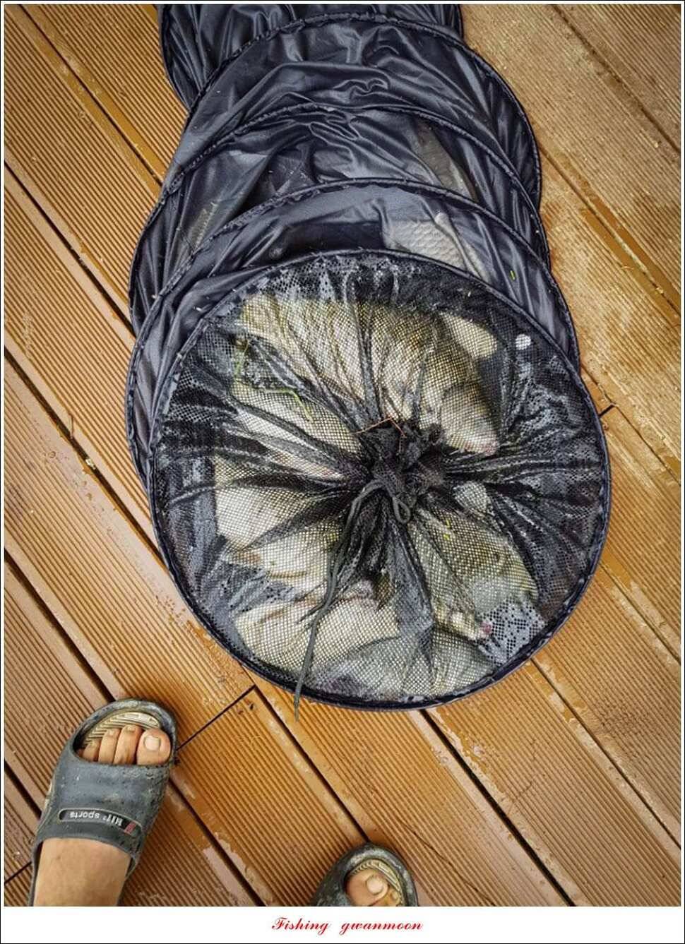 늘푸른 42cm415 cm신매 41 cm실리곡 40 cm제일 38 cm (조황조행기 - 특파원조황)