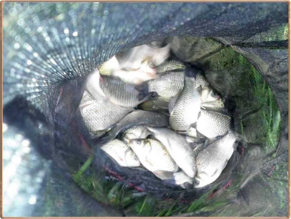 진위천 조황 소식 (조황조행기 - 특파원조황)