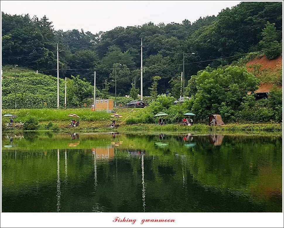 추평지 48 cm화곡지 마릿수 월척실리곡 조황 (조황조행기 - 특파원조황)