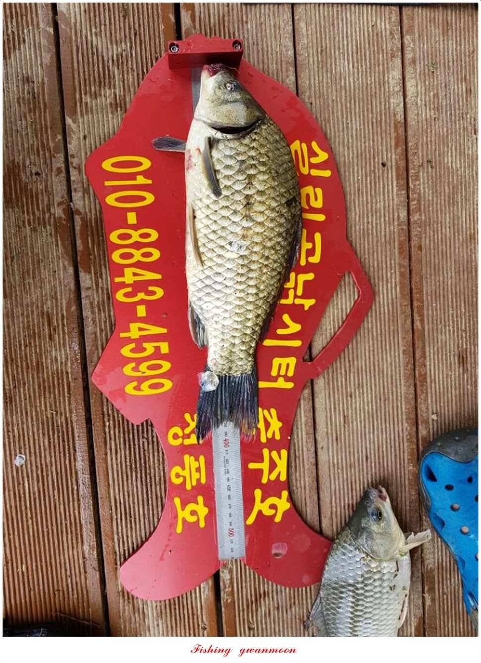 늘푸른 42cm415 cm신매 41 cm실리곡 40 cm제일 38 cm (조황조행기 - 특파원조황)