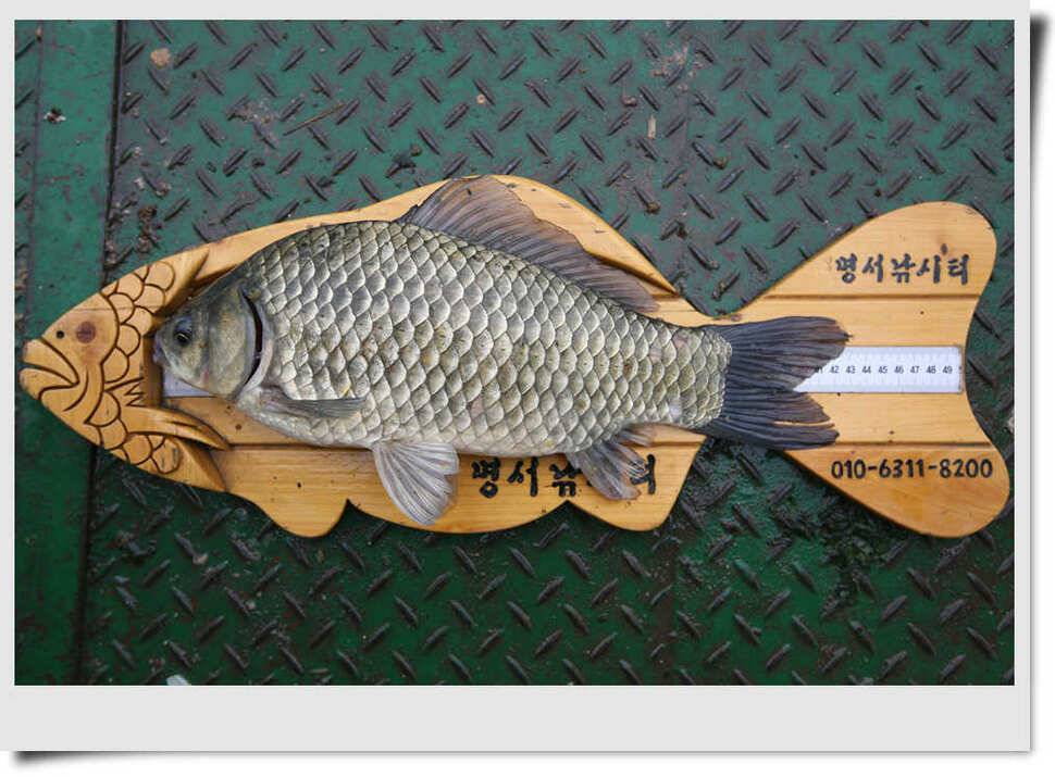 충주호 명서 4짜소식 (조황조행기 - 특파원조황)