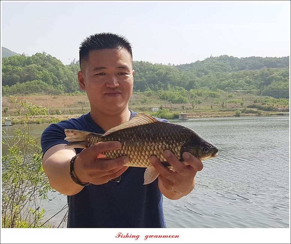 한버들 42 cm돌감 41 cm화곡지 호조황실리곡 조황 (조황조행기 - 특파원조황)