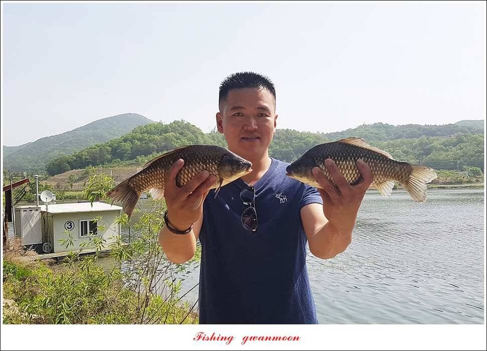 한버들 42 cm돌감 41 cm화곡지 호조황실리곡 조황 (조황조행기 - 특파원조황)