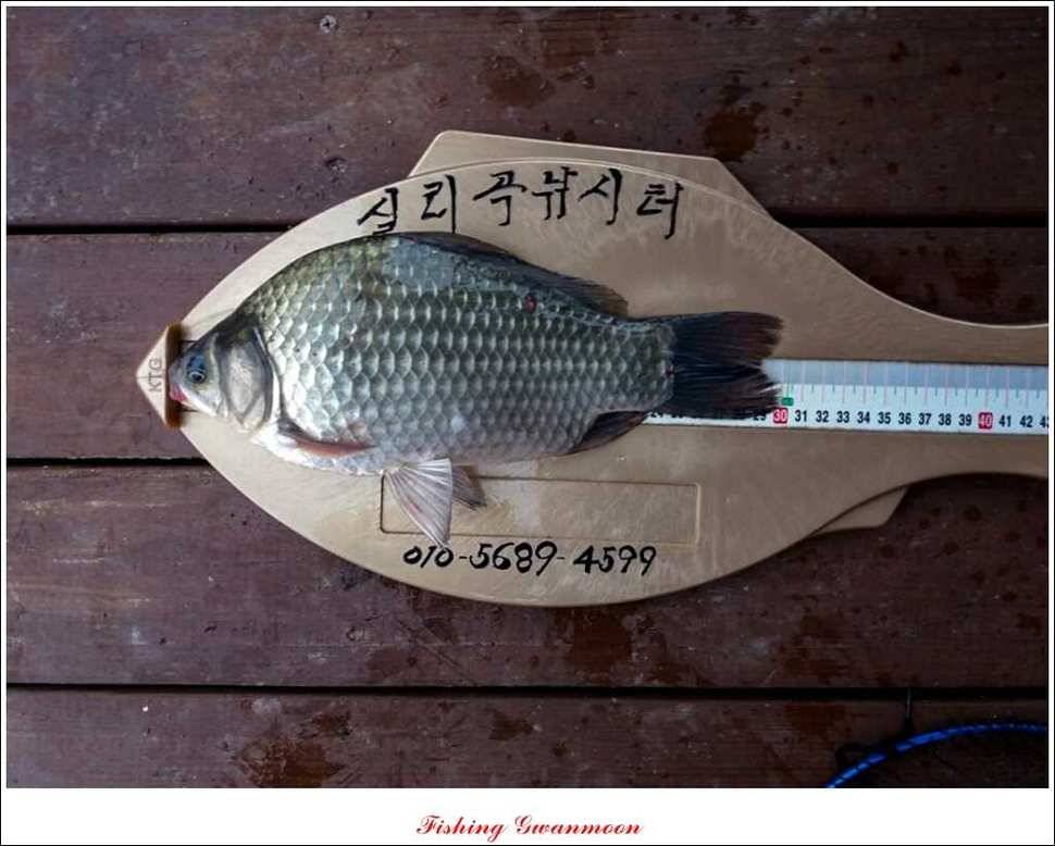 늘푸른 장어실리곡제일 달천강 월척 (조황조행기 - 특파원조황)