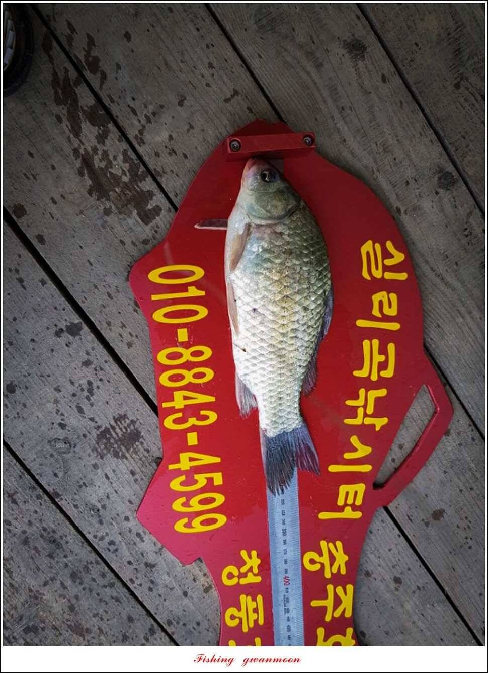 늘푸른 42cm415 cm신매 41 cm실리곡 40 cm제일 38 cm (조황조행기 - 특파원조황)