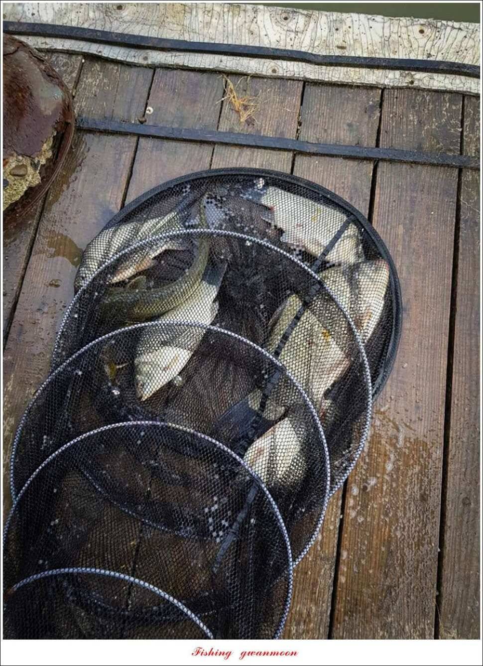 늘푸른 42cm415 cm신매 41 cm실리곡 40 cm제일 38 cm (조황조행기 - 특파원조황)