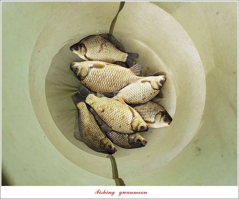 한버들 42 cm돌감 41 cm화곡지 호조황실리곡 조황 (조황조행기 - 특파원조황)