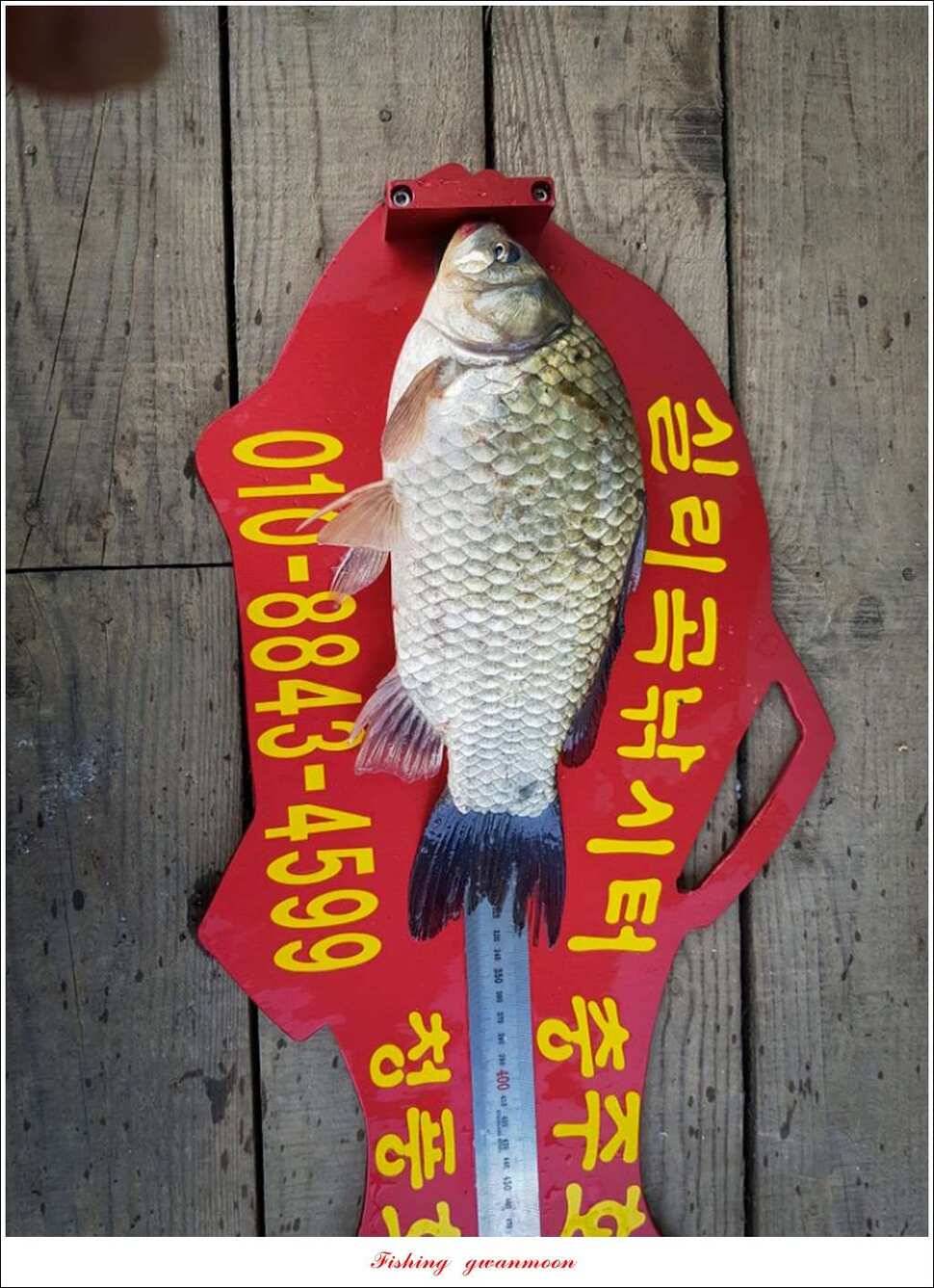 늘푸른 42cm415 cm신매 41 cm실리곡 40 cm제일 38 cm (조황조행기 - 특파원조황)