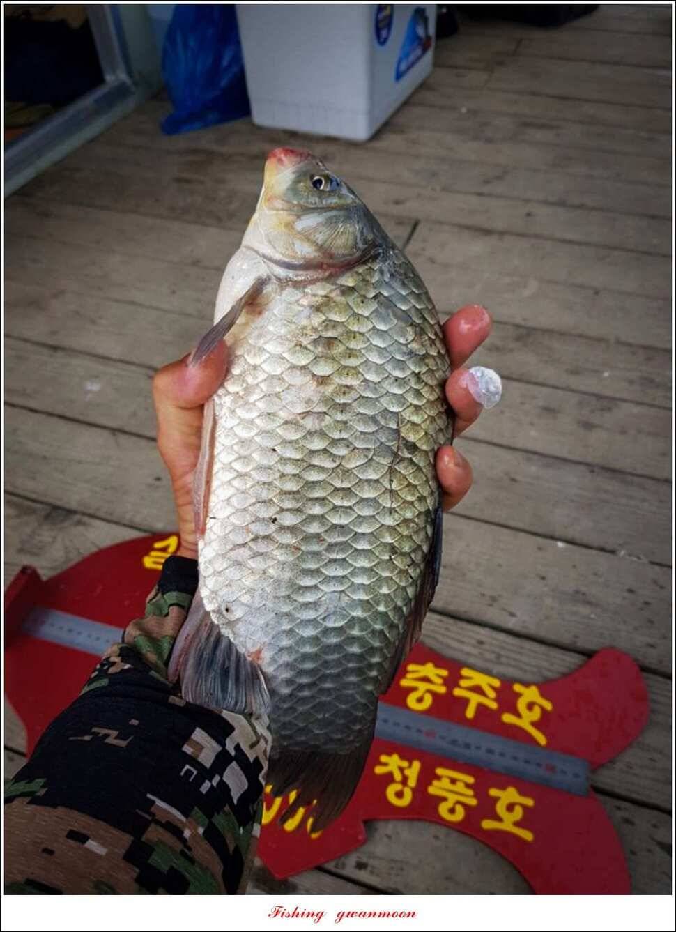 늘푸른 42cm415 cm신매 41 cm실리곡 40 cm제일 38 cm (조황조행기 - 특파원조황)