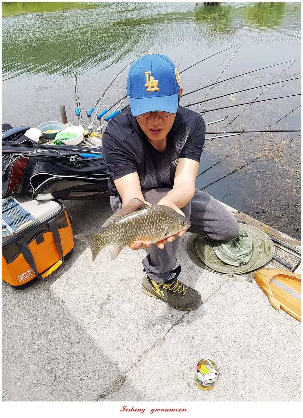 한버들 42 cm돌감 41 cm화곡지 호조황실리곡 조황 (조황조행기 - 특파원조황)