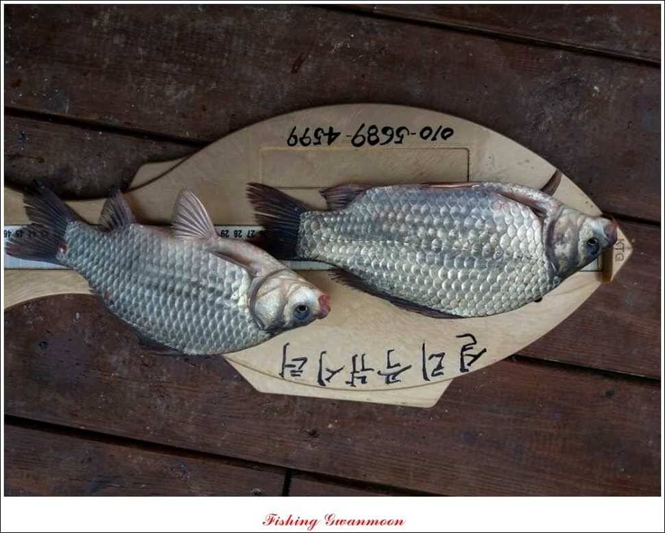 늘푸른 장어실리곡제일 달천강 월척 (조황조행기 - 특파원조황)