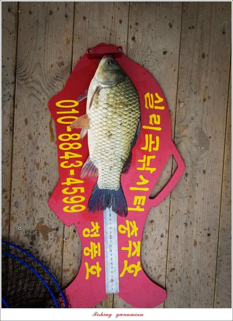 늘푸른 42cm415 cm신매 41 cm실리곡 40 cm제일 38 cm (조황조행기 - 특파원조황)