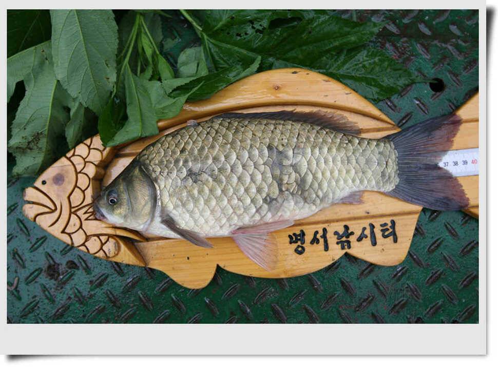 충주호 명서 4짜소식 (조황조행기 - 특파원조황)