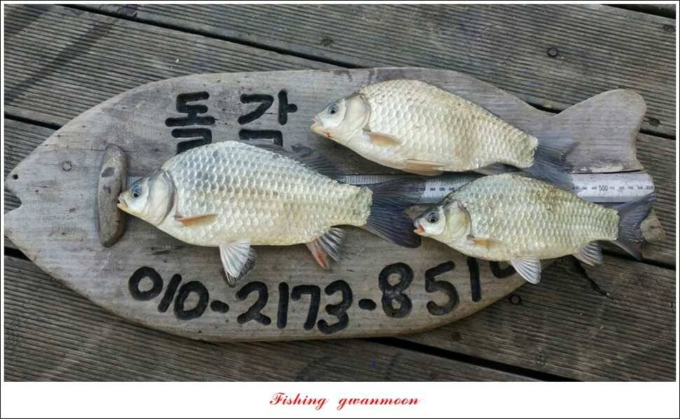 실리곡 마릿수 월척돌감 월척한버들 월척충주호 노지 (조황조행기 - 특파원조황)