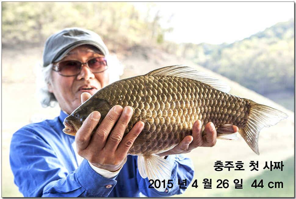 신매 낚시터 43 cm 대물 (조황조행기 - 특파원조황)