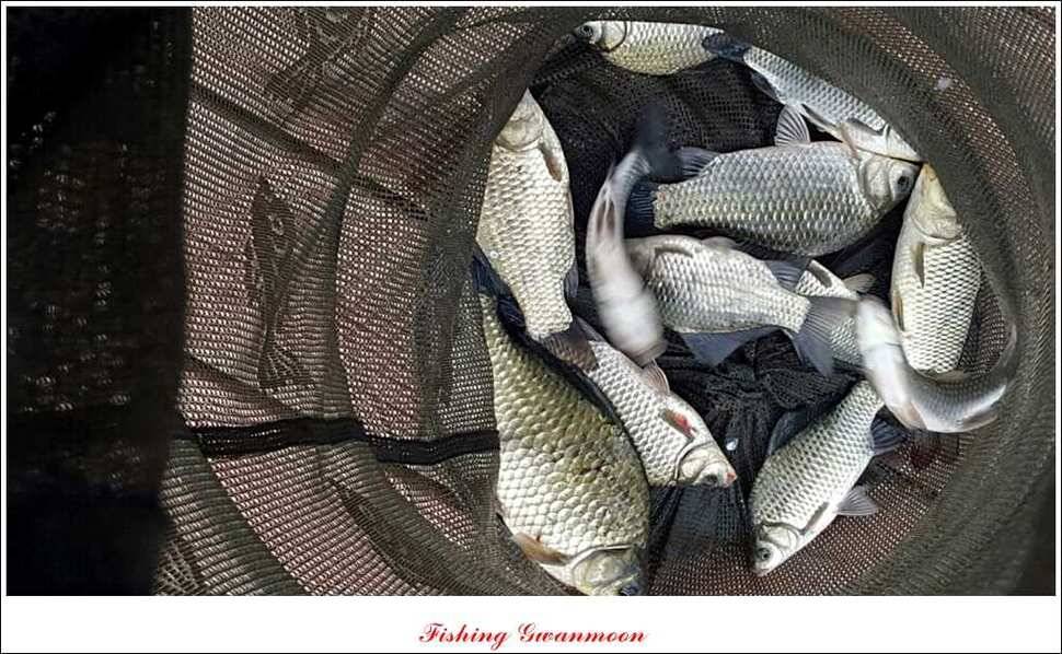 늘푸른 장어실리곡제일 달천강 월척 (조황조행기 - 특파원조황)