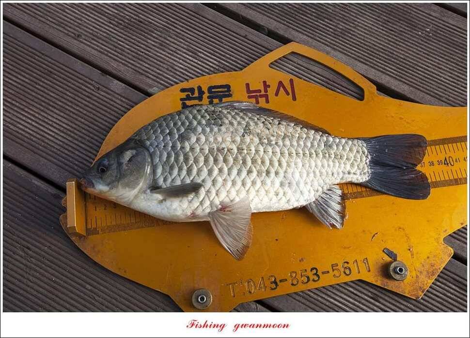 늘푸른 42cm415 cm신매 41 cm실리곡 40 cm제일 38 cm (조황조행기 - 특파원조황)
