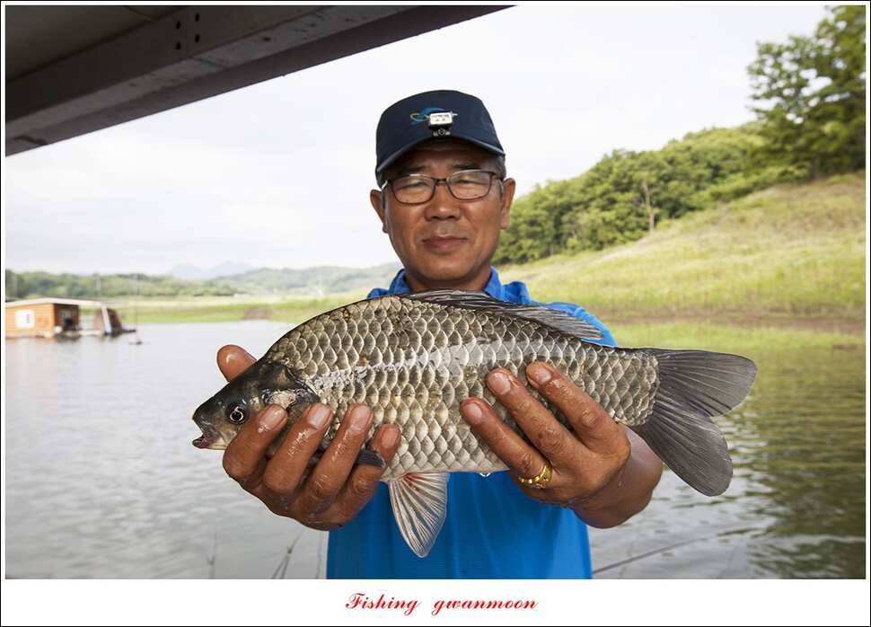 늘푸른 42cm415 cm신매 41 cm실리곡 40 cm제일 38 cm (조황조행기 - 특파원조황)