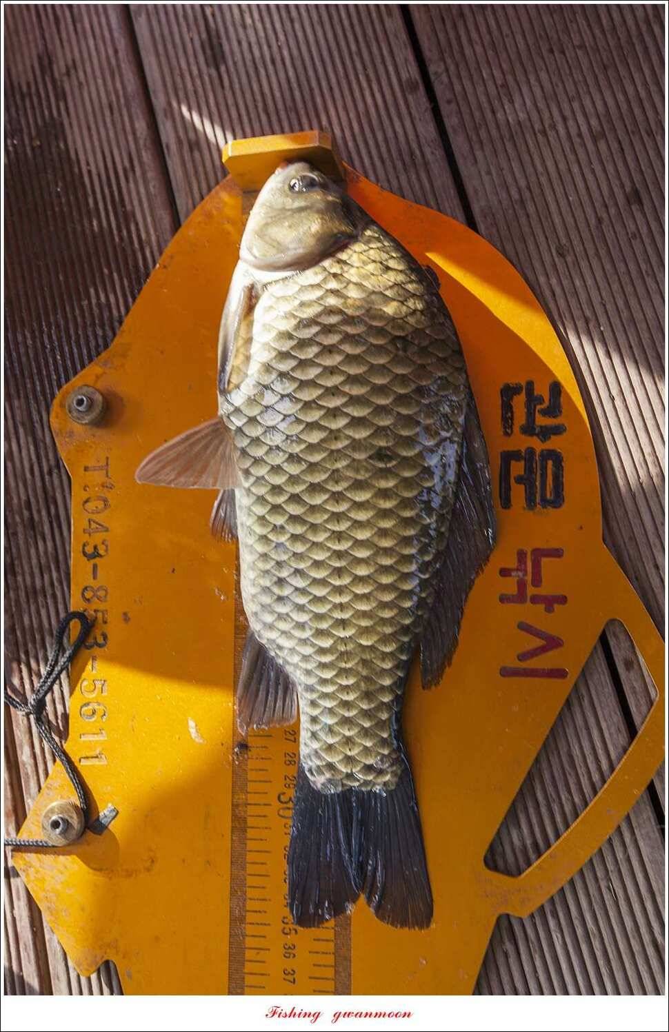 늘푸른 42cm415 cm신매 41 cm실리곡 40 cm제일 38 cm (조황조행기 - 특파원조황)