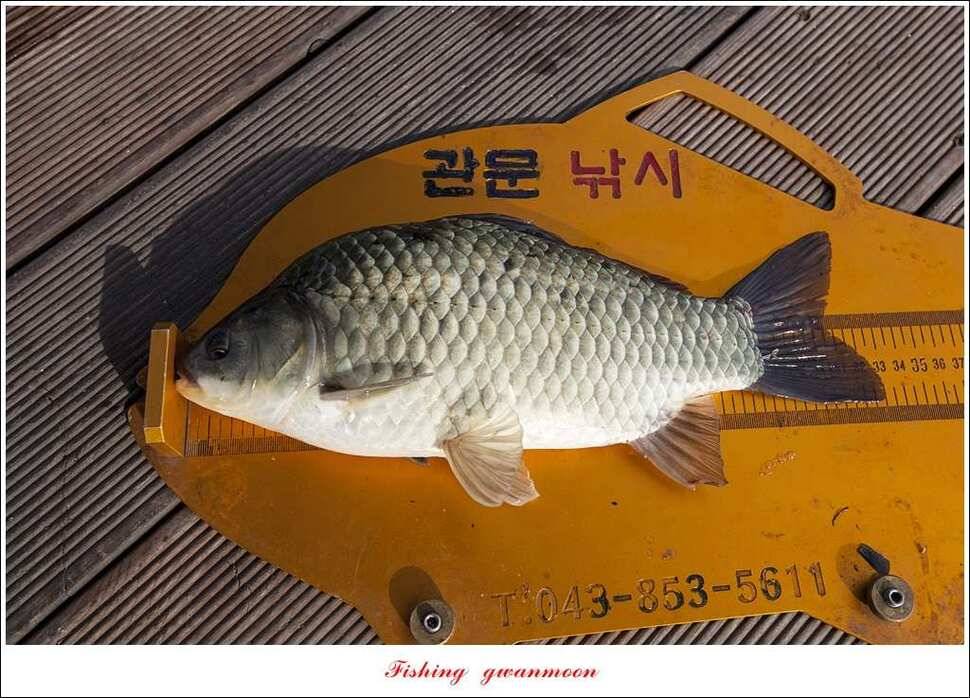 늘푸른 42cm415 cm신매 41 cm실리곡 40 cm제일 38 cm (조황조행기 - 특파원조황)