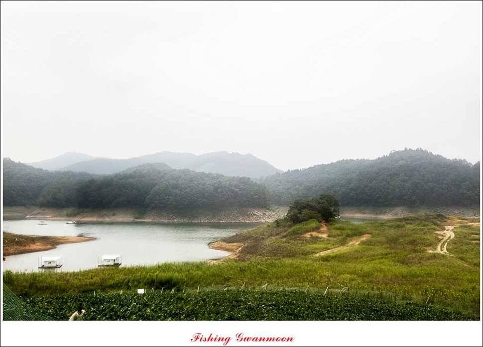 문골 키로장어한버들 마릿수실리곡 마릿수 조황 (조황조행기 - 특파원조황)