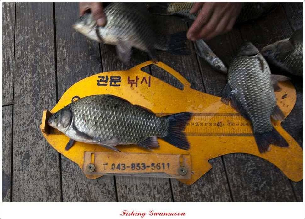 실리곡 마릿수 월척제일 월척 (조황조행기 - 특파원조황)