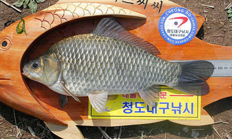 청도권 평지형저수지는 조황이 좋습니다 (조황조행기 - 특파원조황)