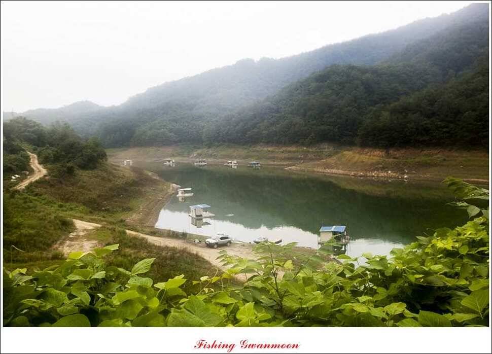 문골 키로장어한버들 마릿수실리곡 마릿수 조황 (조황조행기 - 특파원조황)