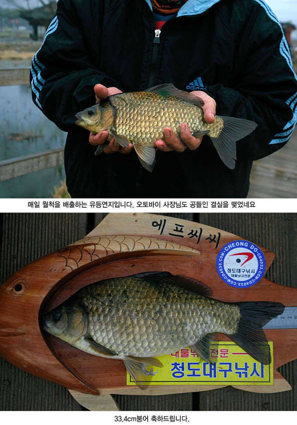 청도권 평지형저수지는 조황이 좋습니다 (조황조행기 - 특파원조황)