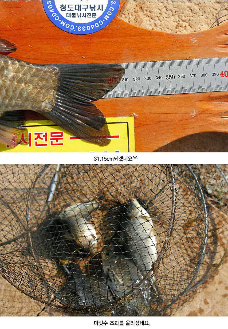 청도권 평지형저수지는 조황이 좋습니다 (조황조행기 - 특파원조황)