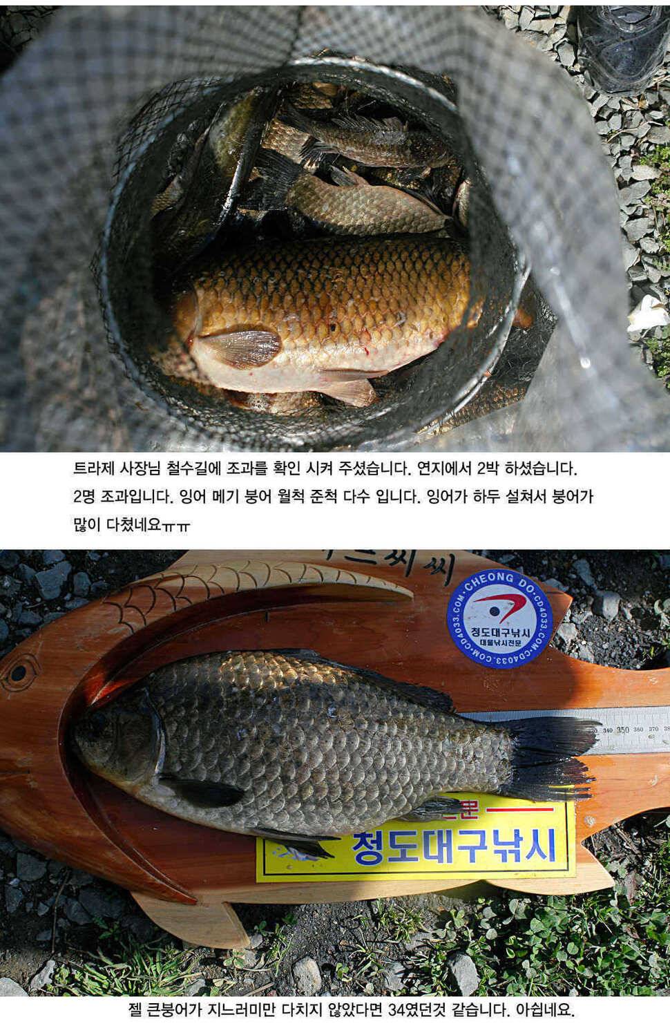 청도권 평지형저수지는 조황이 좋습니다 (조황조행기 - 특파원조황)