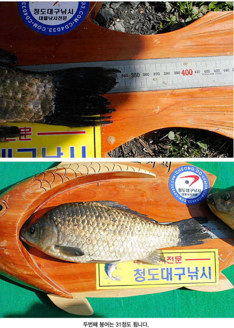 청도권 평지형저수지는 조황이 좋습니다 (조황조행기 - 특파원조황)