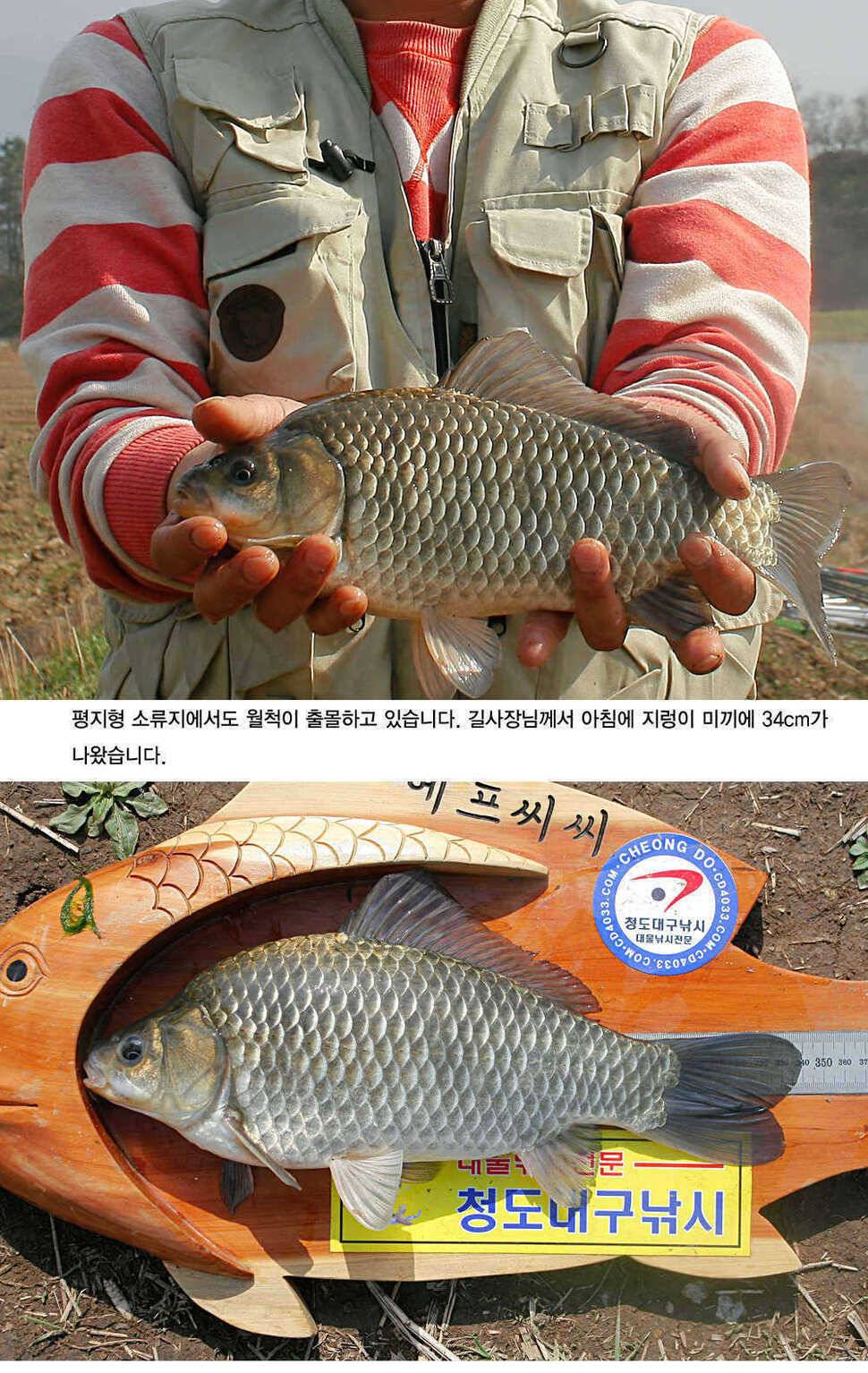 청도권 평지형저수지는 조황이 좋습니다 (조황조행기 - 특파원조황)