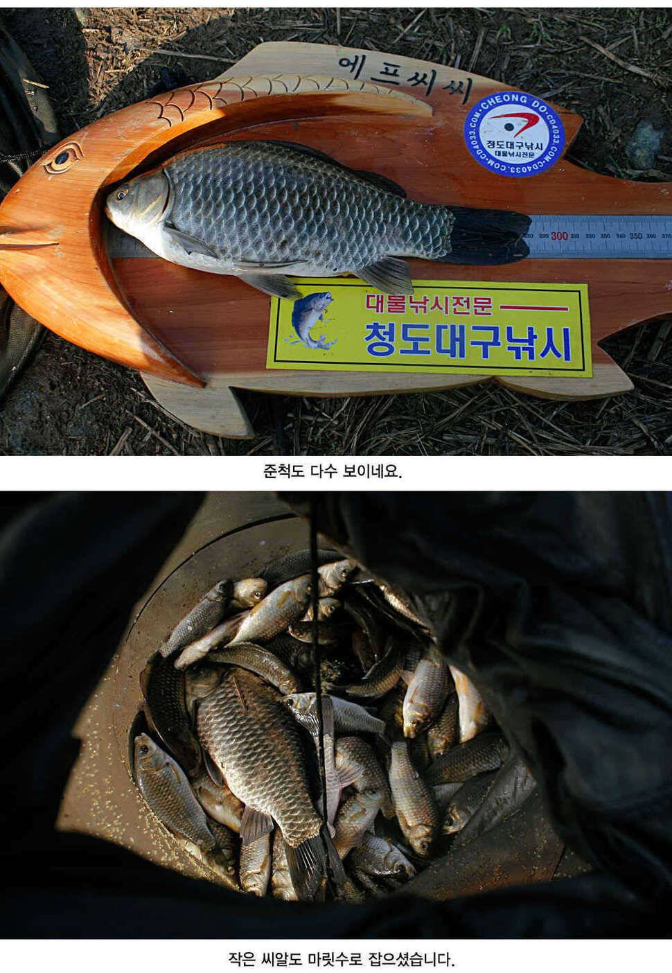 청도권 평지형저수지는 조황이 좋습니다 (조황조행기 - 특파원조황)