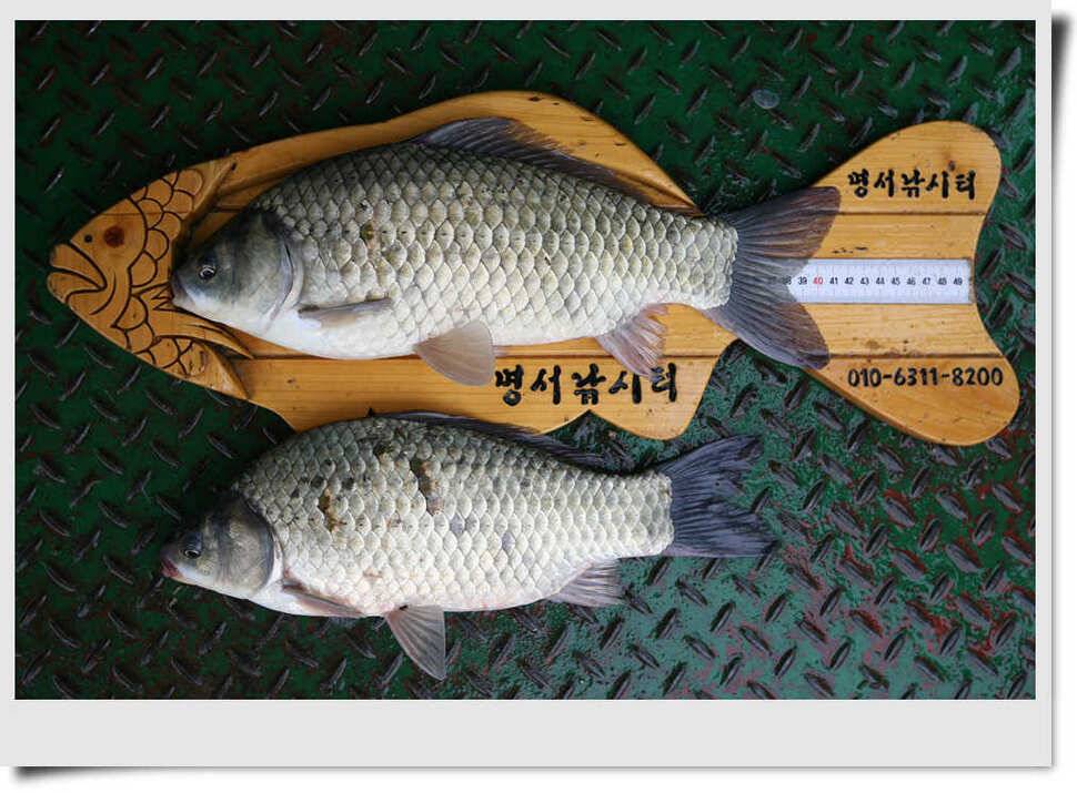 충주호 명서 4짜소식 (조황조행기 - 특파원조황)