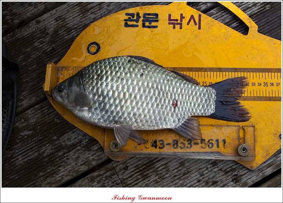 신매한버들실리곡짱가네 월척 조황 (조황조행기 - 특파원조황)