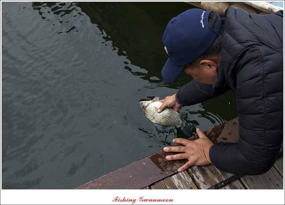 신매한버들실리곡짱가네 월척 조황 (조황조행기 - 특파원조황)