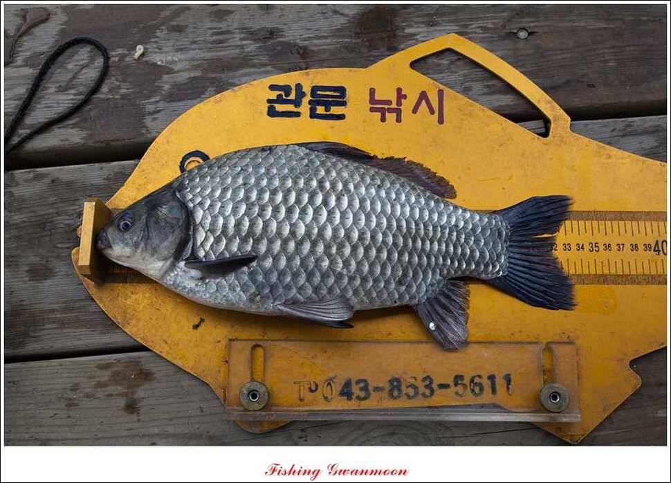 신매한버들실리곡짱가네 월척 조황 (조황조행기 - 특파원조황)