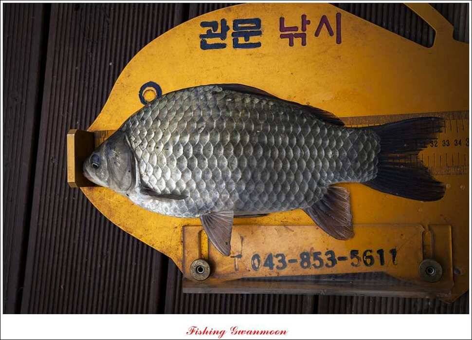 실리곡 마릿수 월척제일 월척 (조황조행기 - 특파원조황)